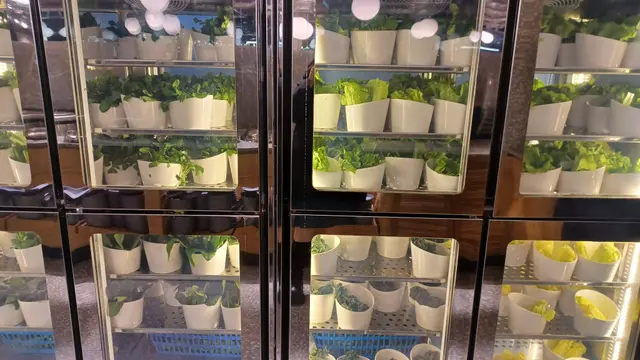 羽衣金蘭, 油麥菜, 生菜,西洋菜, 菜芯, 白菜, 通菜, 皇帝菜...