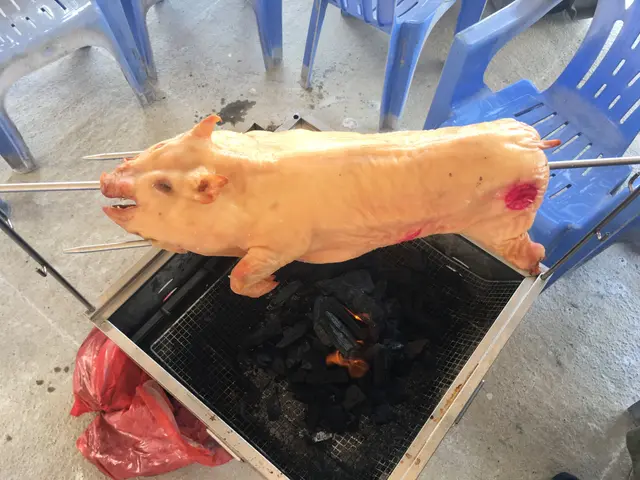 金牌乳豬