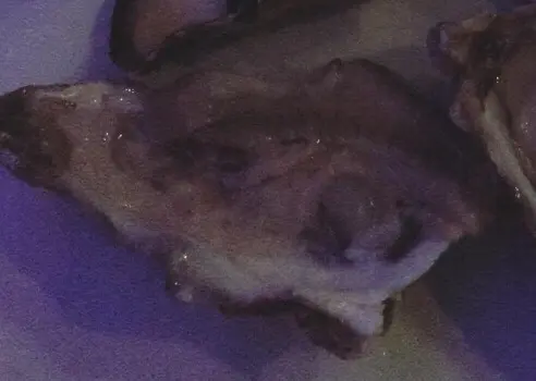 一pat白色,其他望落正常但一口蠔殼