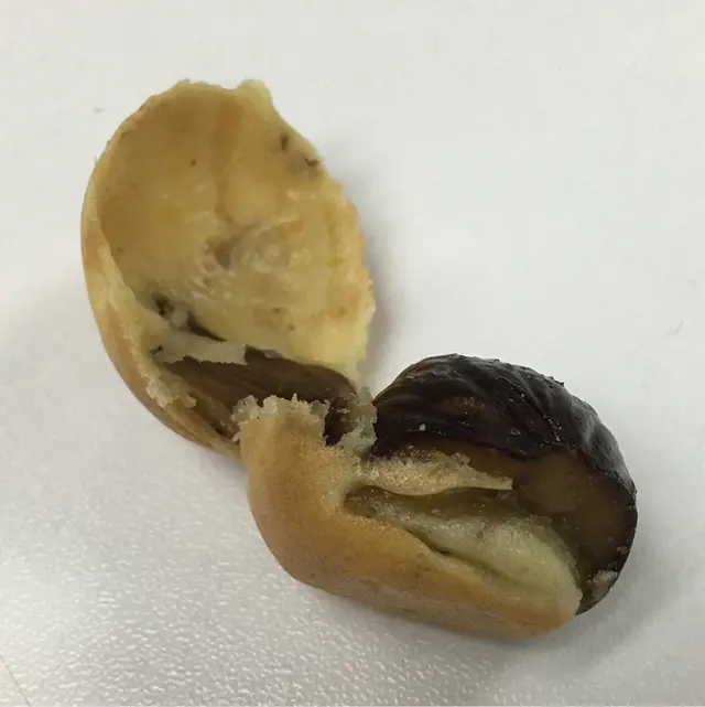 有機栗子雞蛋仔