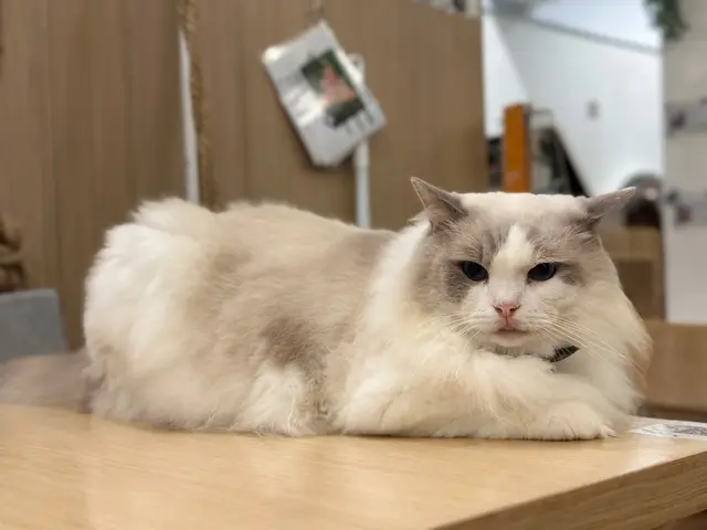 #貓啡 #hongkong #貓cafe #領養貓咪 #流浪貓 #Cafe #香港美食 #旺角 #旺角美食