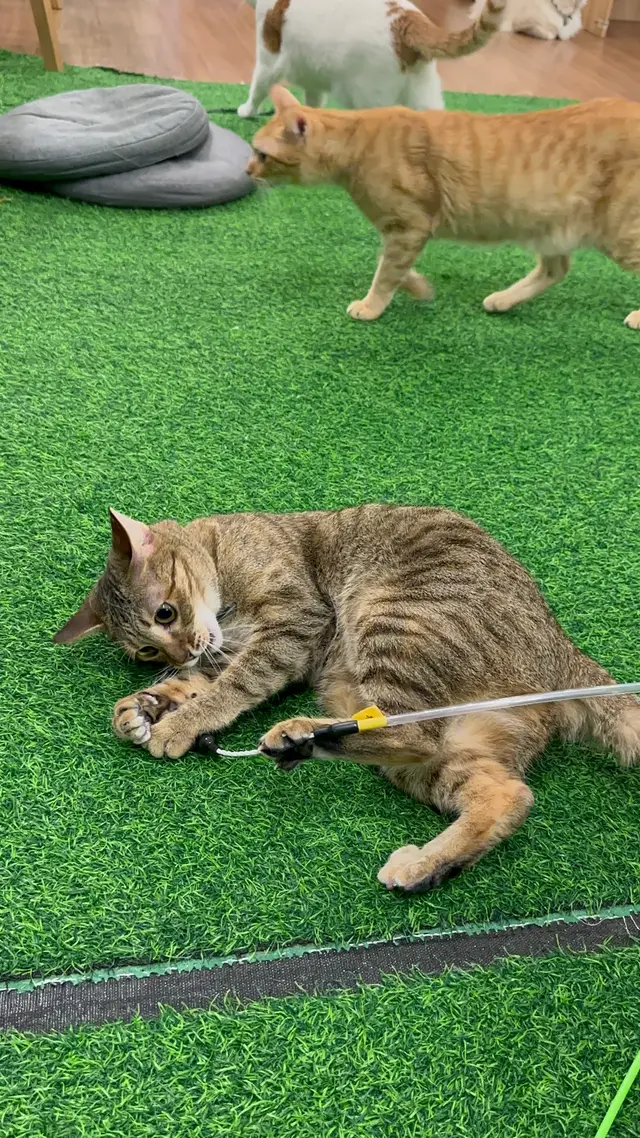 #貓啡 #hongkong #貓cafe #領養貓咪 #流浪貓 #Cafe #香港美食 #旺角 #旺角美食