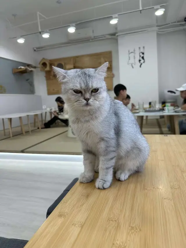 話說前幾日喺駱駝漆大廈11樓食完日本菜午餐 路過一間「貓啡尾食」俾一班可愛嘅貓咪吸引住 於是入去與貓咪玩遊戲當然要點嘢食啦 因為食飽飯 所以只點了兩杯咖啡 一杯冰美式咖啡 一杯latte 美式冰咖啡送上嚟嘅時候 好特別 放咗一塊立體貓咪形狀嘅冰 咖啡係on side😅  自己補咖啡入杯內 睇住貓咪冰的溶化 好治癒😅  咖啡味道唔錯 但因為我嘅重點係貓咪 所以只專注喺同貓咪玩🤣 嗰日人唔多 所以人同貓咪都有好多空間走動 如果唔係趕住上堂 Hea足一個下午   #咖啡  
