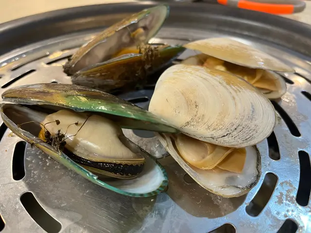 紐西蘭刀貝蚌