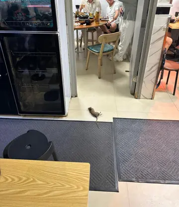 老鼠乐园